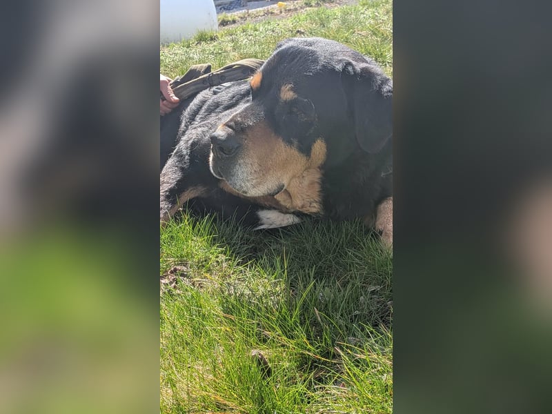 Ozzy, geboren 01.06.2020, 70cm sucht sein für immer Zuhause