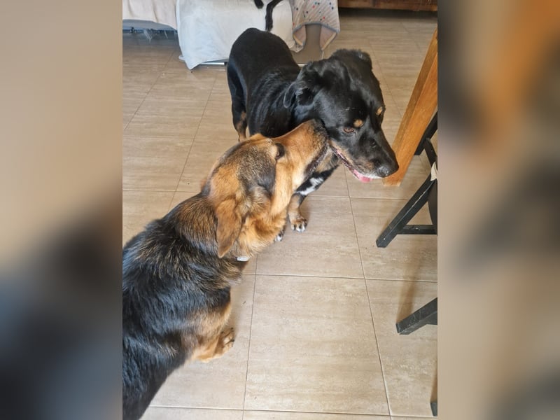 Bodin - der perfekte Begleiter in allen Lebenslagen Bodin - der perfekte Begleiter in allen Lebenslagen