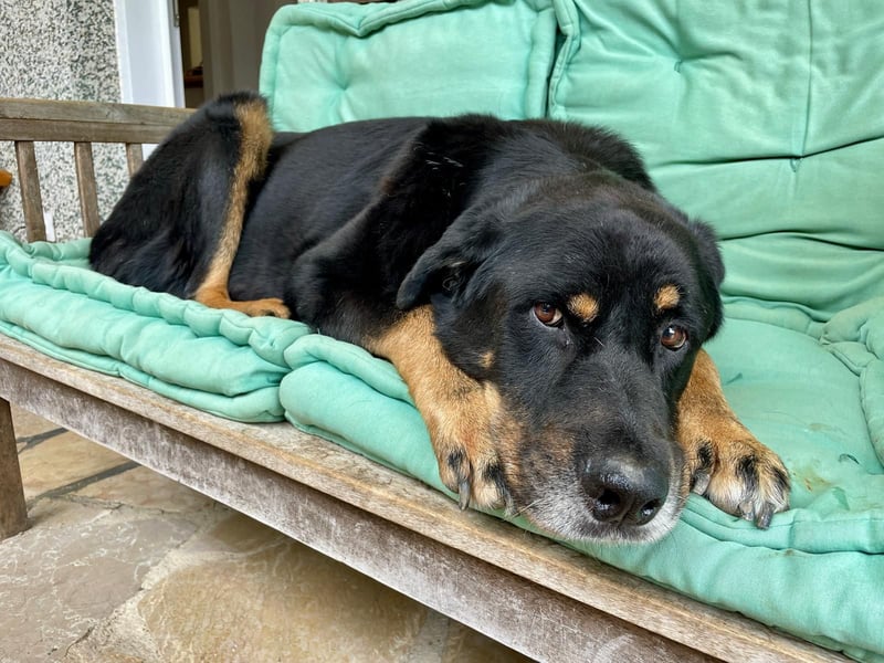 Bodin - der perfekte Begleiter in allen Lebenslagen Bodin - der perfekte Begleiter in allen Lebenslagen