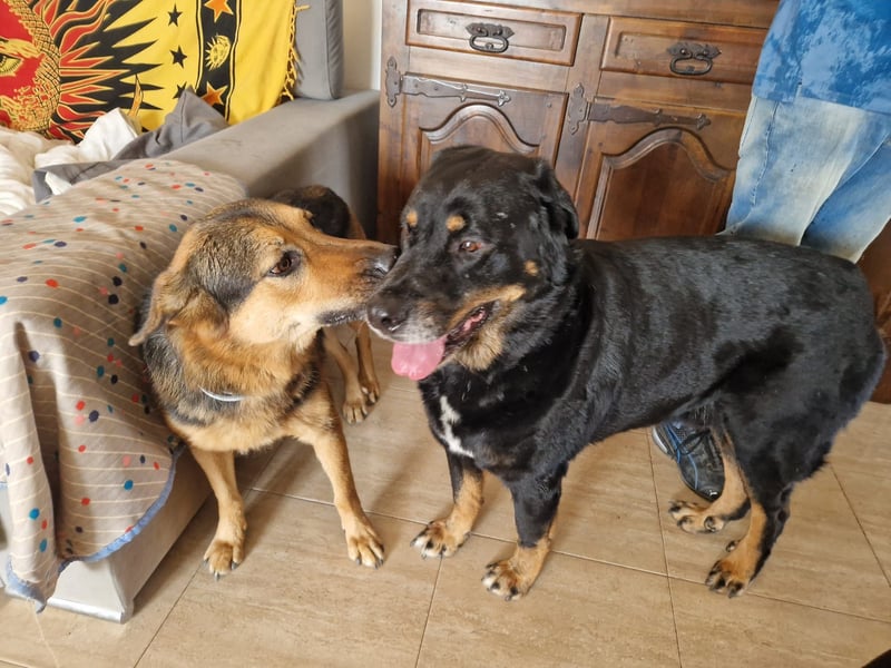 Bodin - der perfekte Begleiter in allen Lebenslagen Bodin - der perfekte Begleiter in allen Lebenslagen