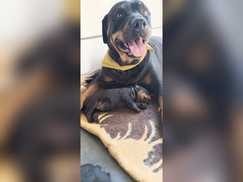 Rottweiler Welpen