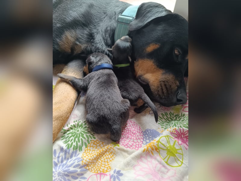 Rottweiler Welpen