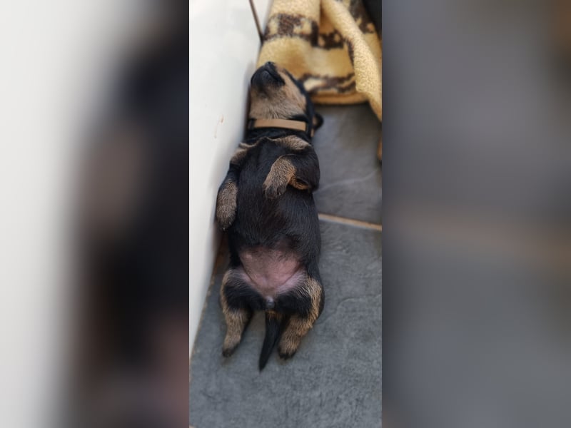 Rottweiler Welpen
