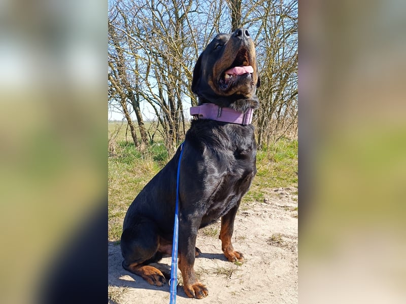 Rottweiler Welpen