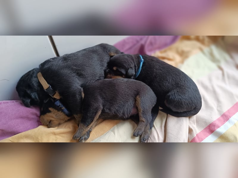 Rottweiler Welpen