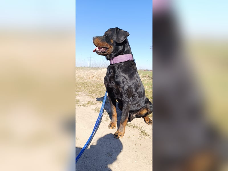 Rottweiler Welpen