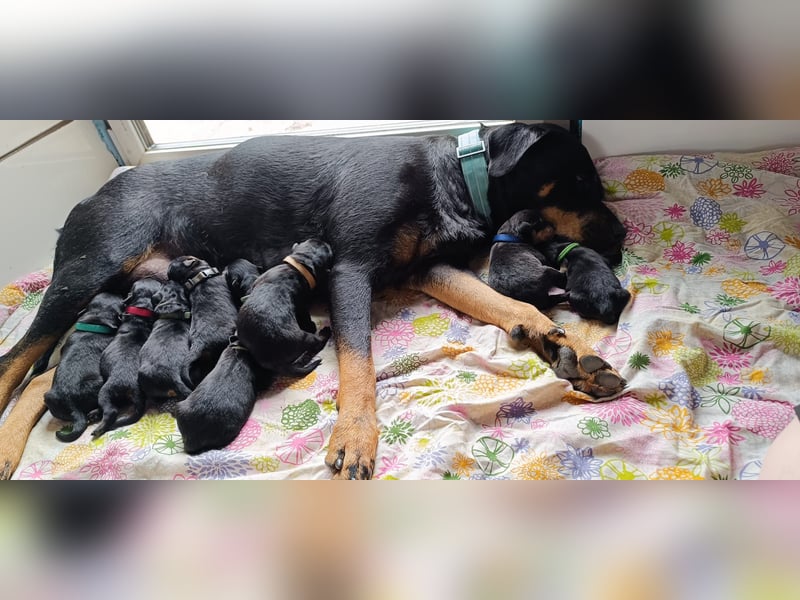 Rottweiler Welpen