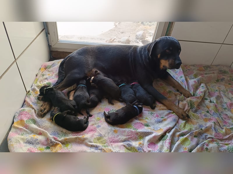 Rottweiler Welpen