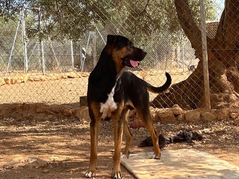THEO sucht aktives liebevolles Zuhause