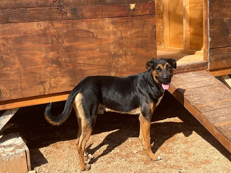 THEO sucht aktives liebevolles Zuhause