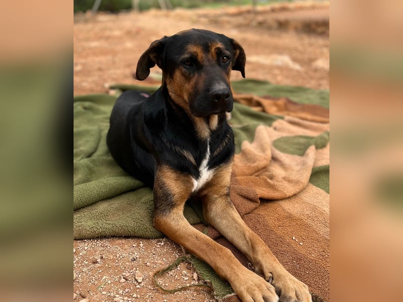 THEO sucht aktives liebevolles Zuhause