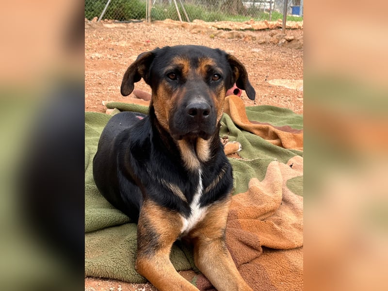 THEO sucht aktives liebevolles Zuhause