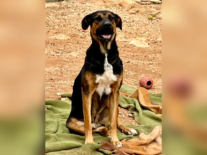 THEO sucht aktives liebevolles Zuhause