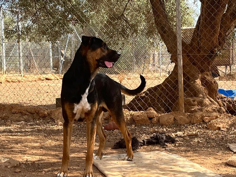 THEO sucht aktives liebevolles Zuhause