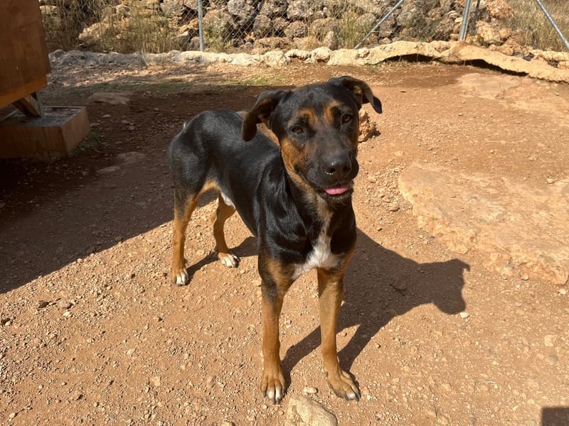 THEO sucht aktives liebevolles Zuhause