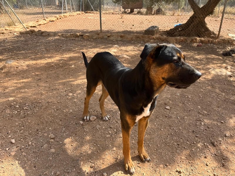 THEO sucht aktives liebevolles Zuhause