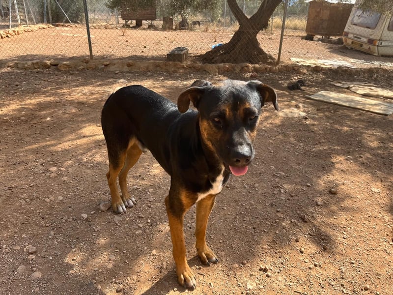 THEO sucht aktives liebevolles Zuhause