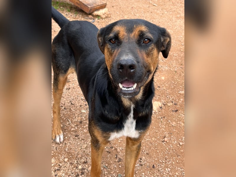 THEO sucht aktives liebevolles Zuhause