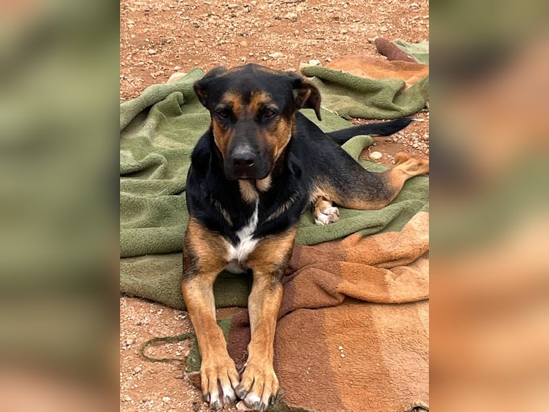 THEO sucht aktives liebevolles Zuhause