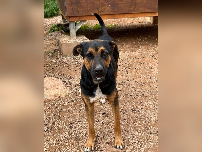 THEO sucht aktives liebevolles Zuhause