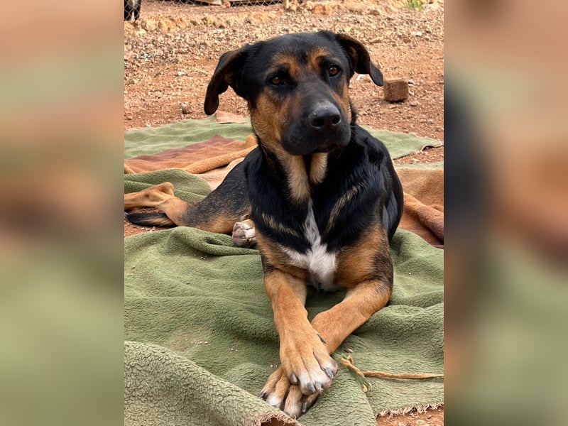 THEO sucht aktives liebevolles Zuhause