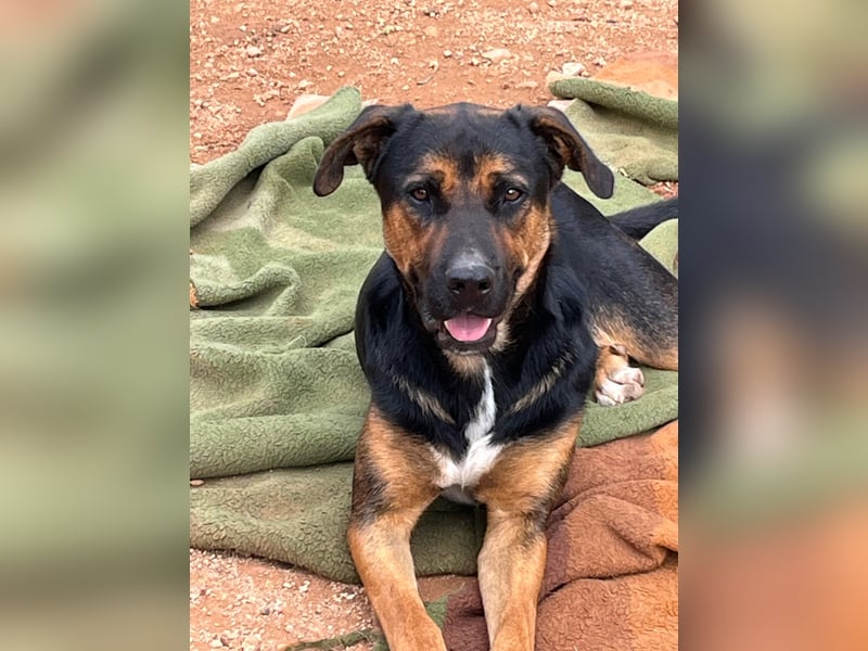 THEO sucht aktives liebevolles Zuhause