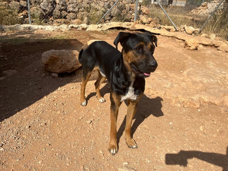 THEO sucht aktives liebevolles Zuhause