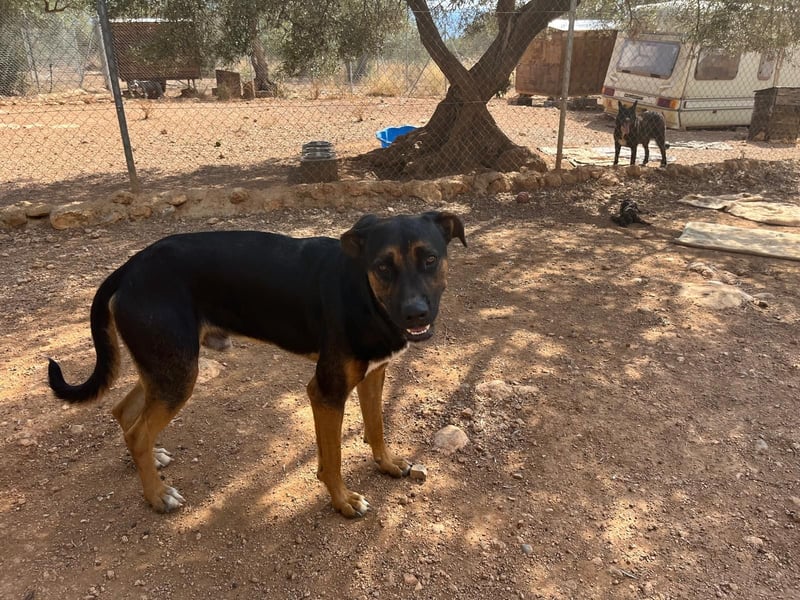 THEO sucht aktives liebevolles Zuhause