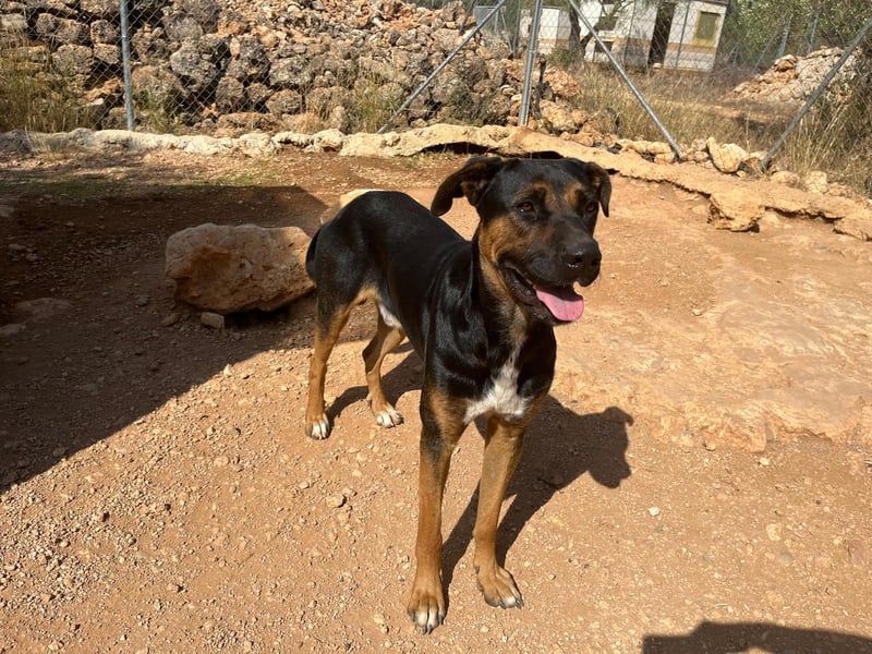 THEO sucht aktives liebevolles Zuhause