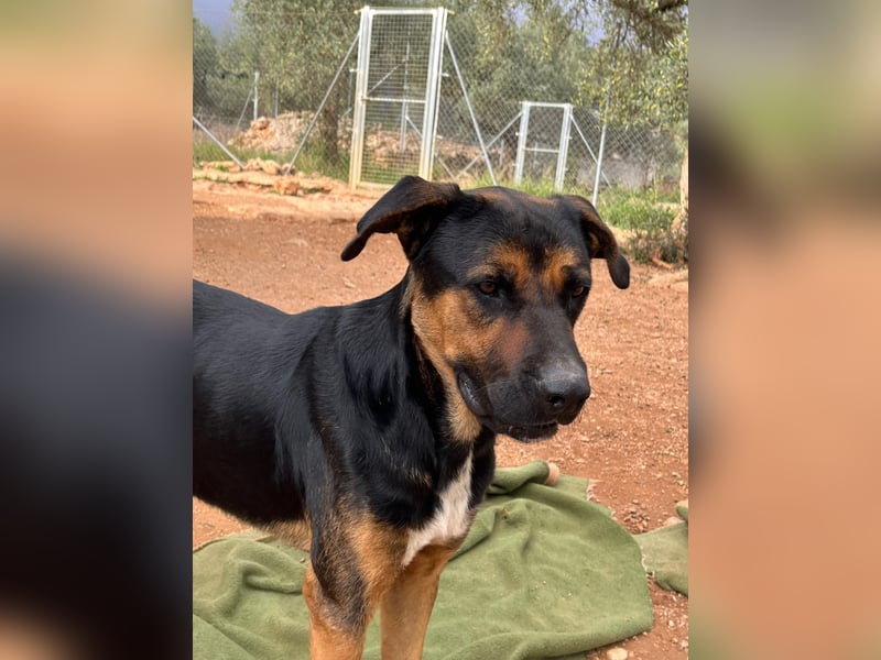 THEO sucht aktives liebevolles Zuhause