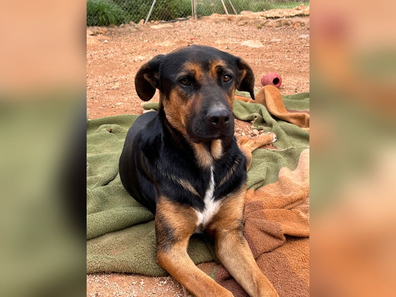 THEO sucht aktives liebevolles Zuhause