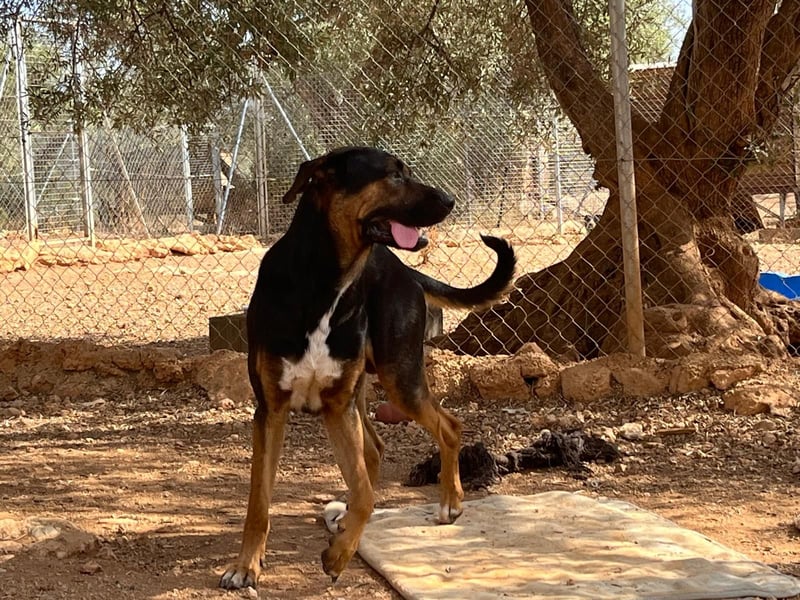 THEO sucht aktives liebevolles Zuhause