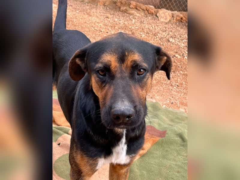 THEO sucht aktives liebevolles Zuhause