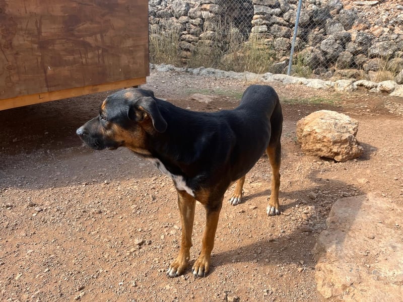 THEO sucht aktives liebevolles Zuhause