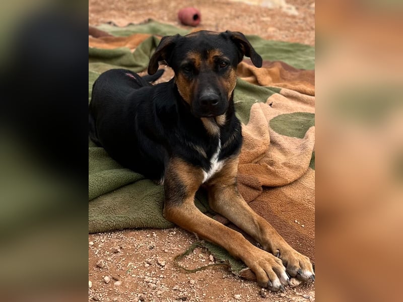 THEO sucht aktives liebevolles Zuhause