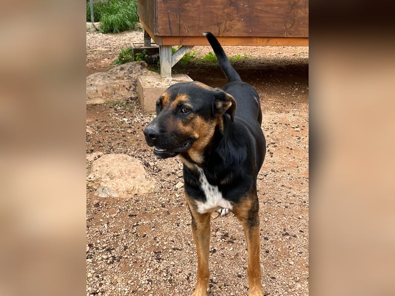 THEO sucht aktives liebevolles Zuhause