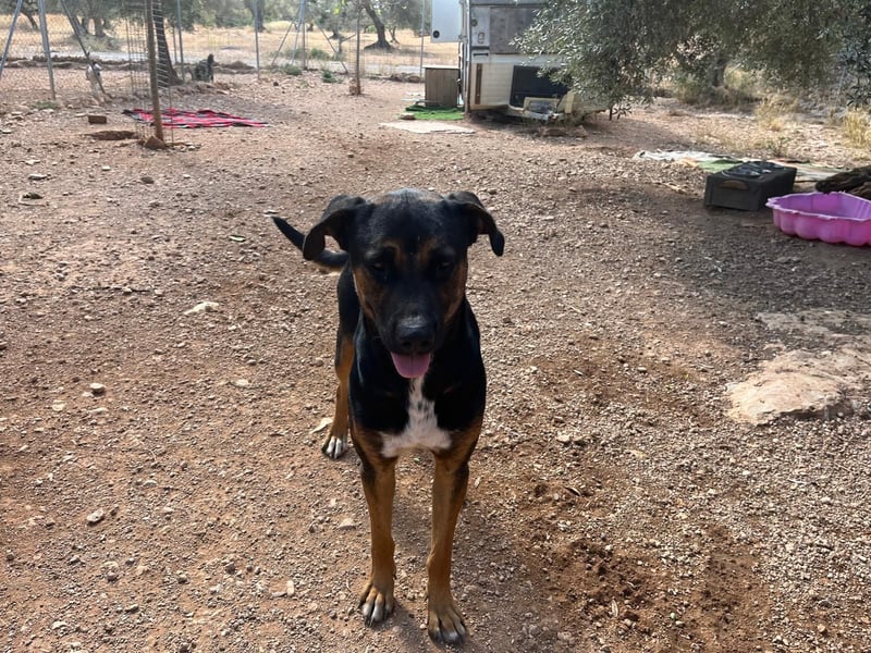 THEO sucht aktives liebevolles Zuhause