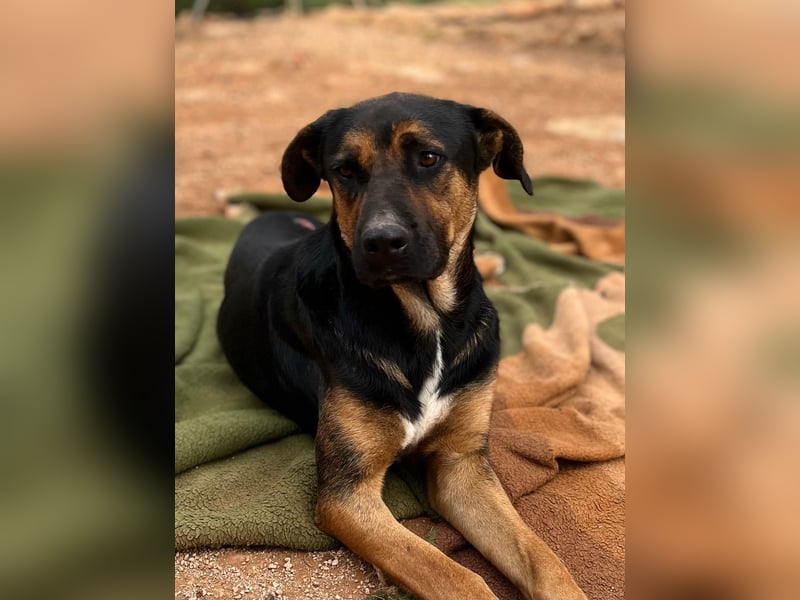 THEO sucht aktives liebevolles Zuhause