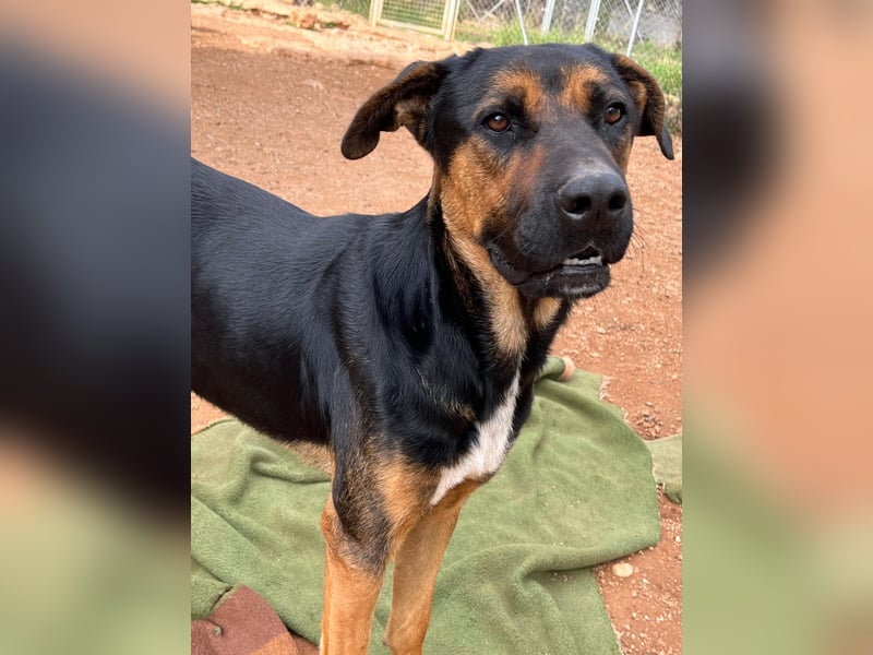 THEO sucht aktives liebevolles Zuhause