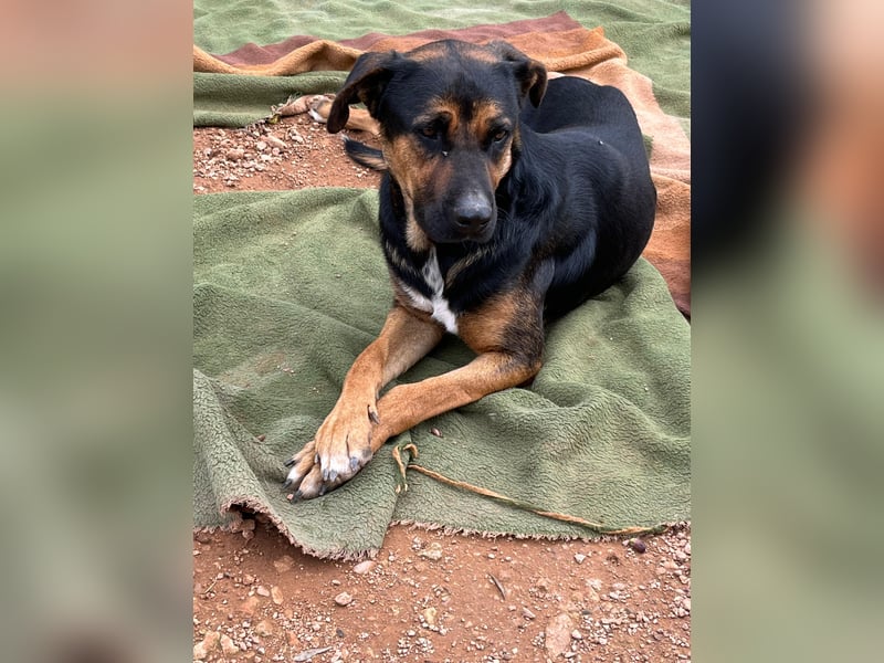 THEO sucht aktives liebevolles Zuhause