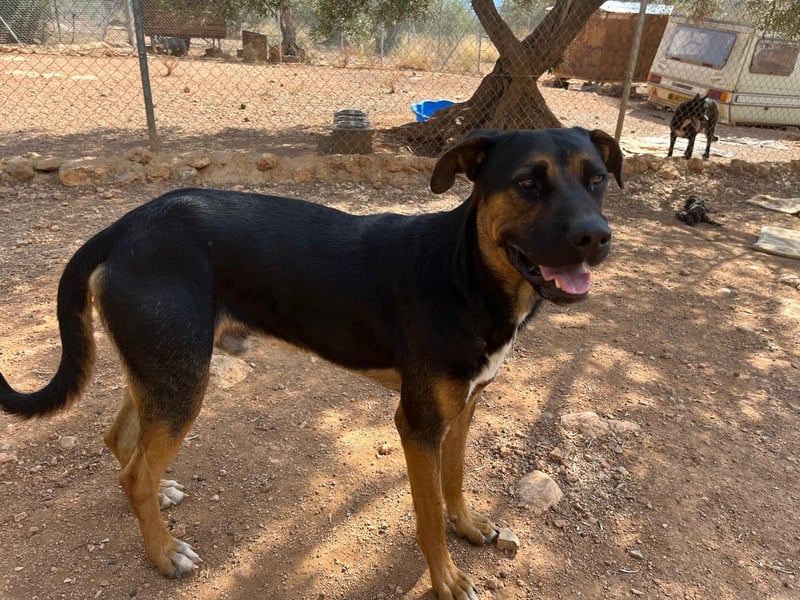 THEO sucht aktives liebevolles Zuhause