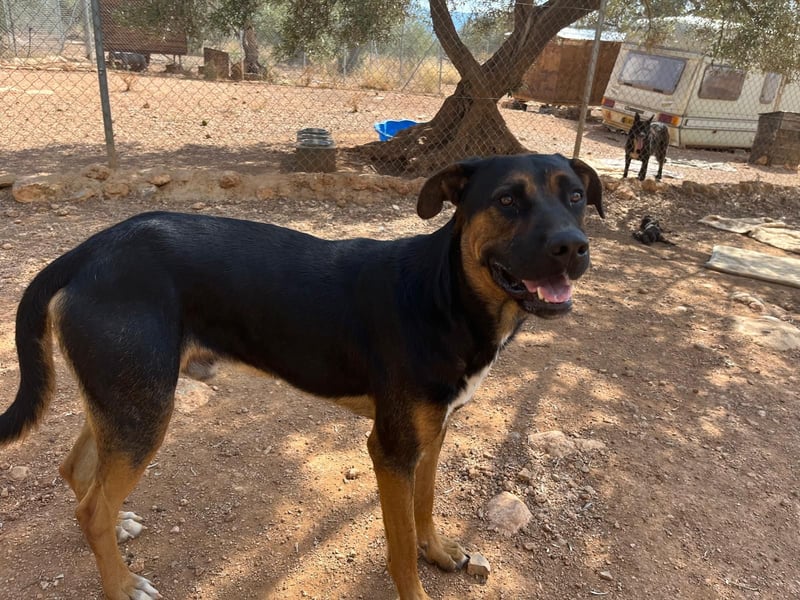 THEO sucht aktives liebevolles Zuhause