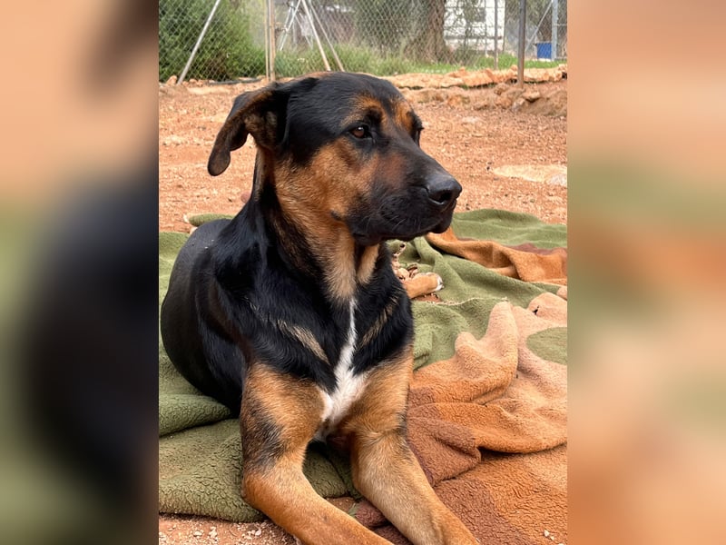 THEO sucht aktives liebevolles Zuhause