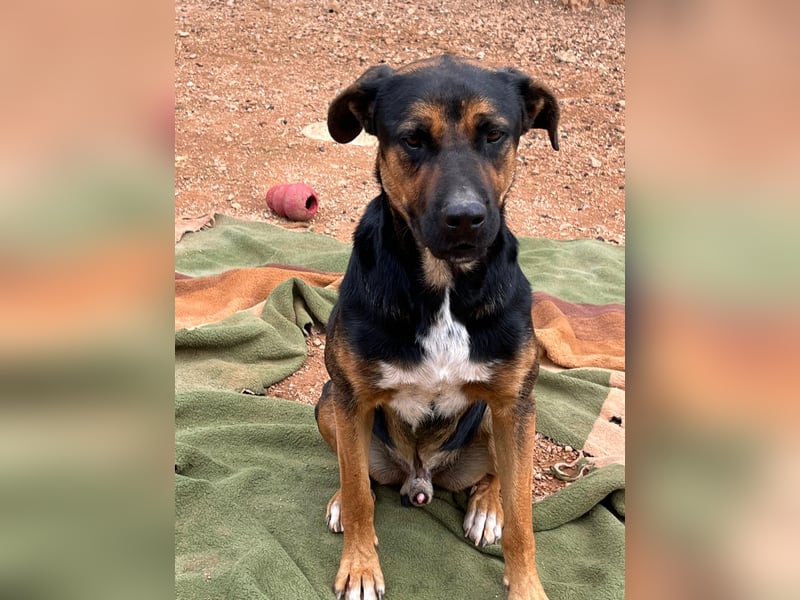 THEO sucht aktives liebevolles Zuhause