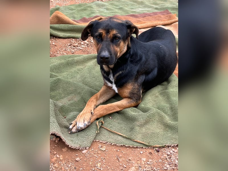 THEO sucht aktives liebevolles Zuhause