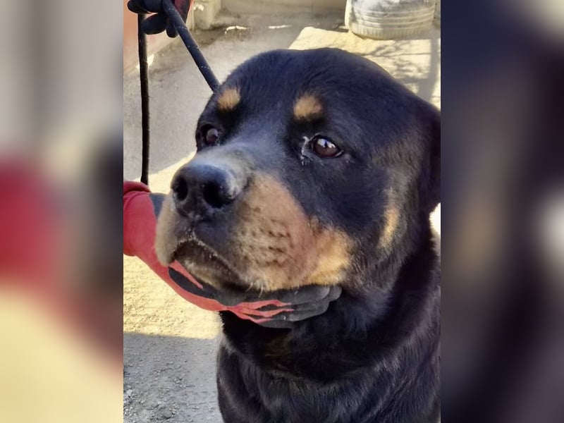 Ranger - freundlich, neugierig und unkompliziert