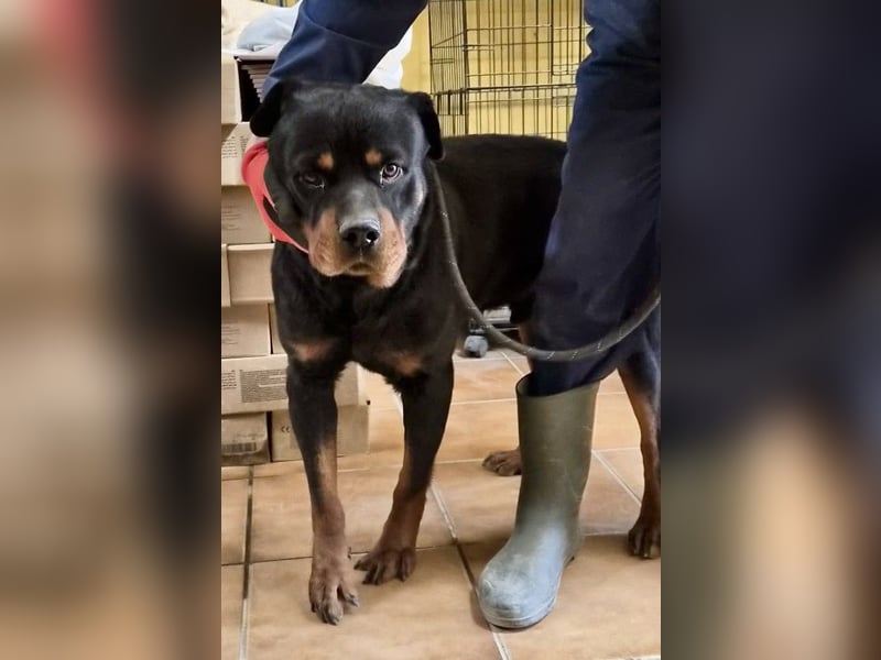 Ranger - freundlich, neugierig und unkompliziert