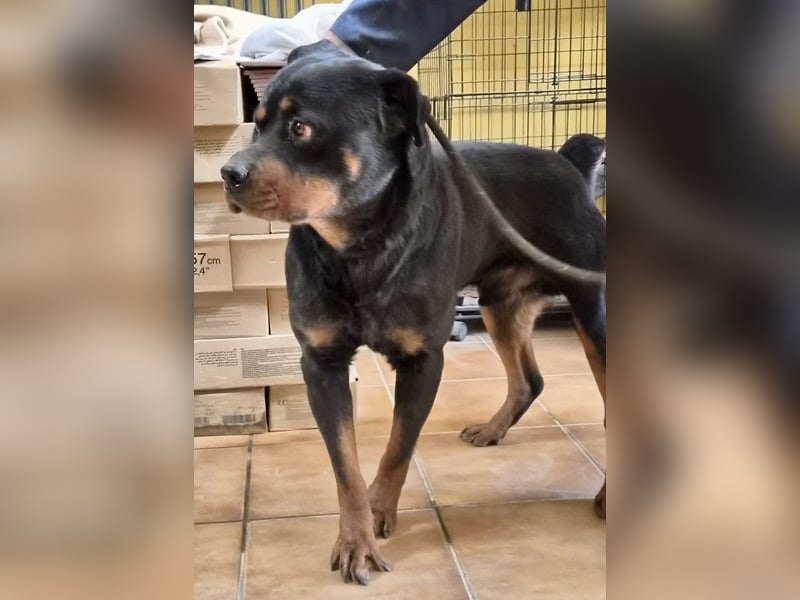 Ranger - freundlich, neugierig und unkompliziert