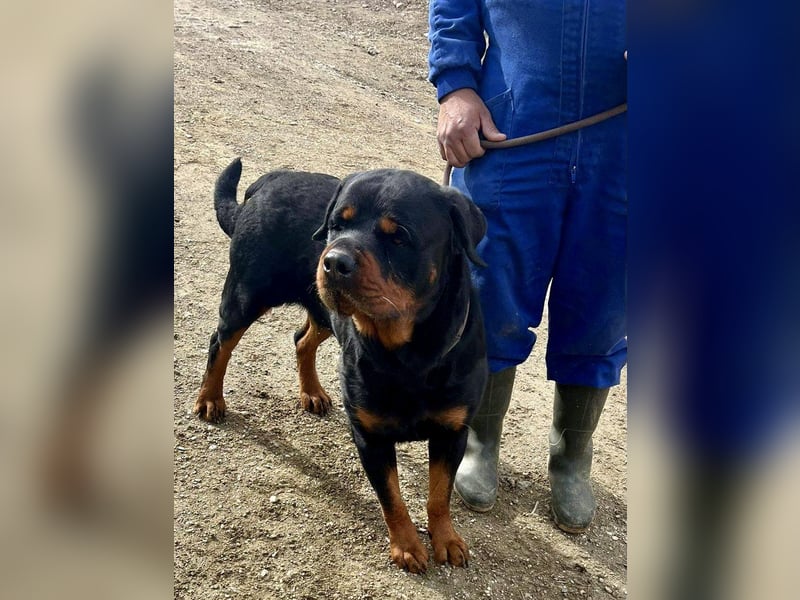 Maki - freundlich, aufmerksam und lernwillig