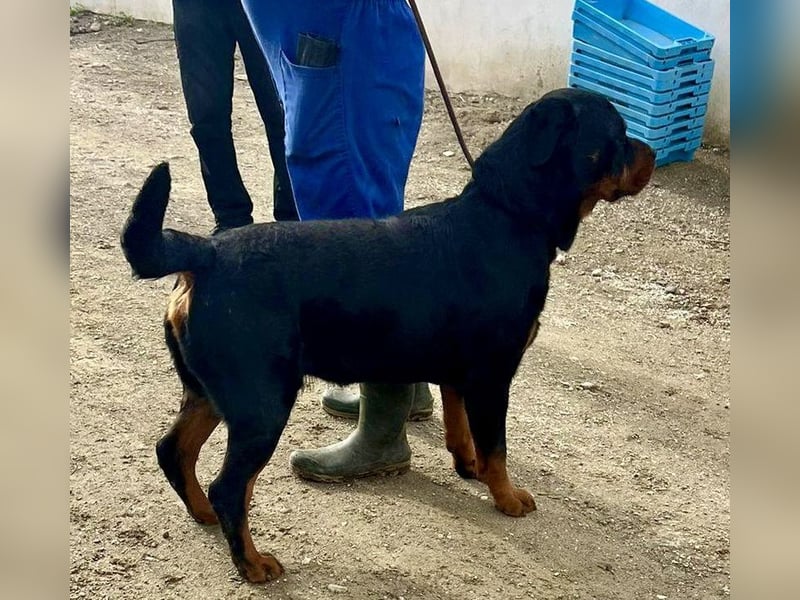 Maki - freundlich, aufmerksam und lernwillig